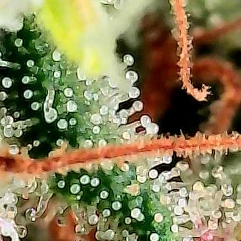 Mexican growlog photo: Trichome im oberen Headbud Bereich von verschiedenen Buds u stellen.