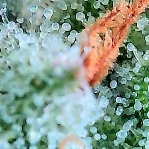 Mexican growlog photo: Trichome im oberen Headbud Bereich von verschiedenen Buds u stellen.