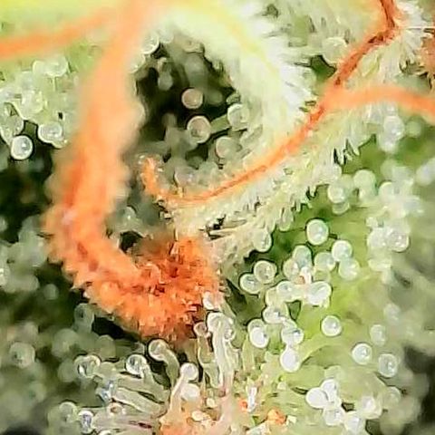 Mexican growlog photo: Trichome im oberen Headbud Bereich von verschiedenen Buds u stellen.