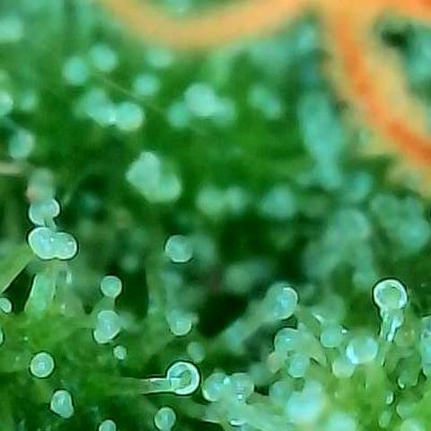 Mexican growlog photo: Trichome an Buds im untersten Bereich.
Die ersten Buds direkt über dem Scrog 