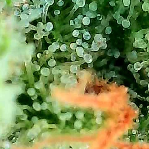Mexican growlog photo: Trichome an Buds im untersten Bereich.
Die ersten Buds direkt über dem Scrog 
