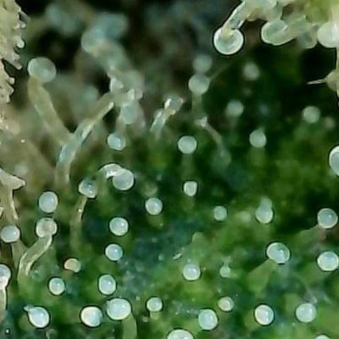 Mexican growlog photo: Trichome an Buds im untersten Bereich.
Die ersten Buds direkt über dem Scrog 