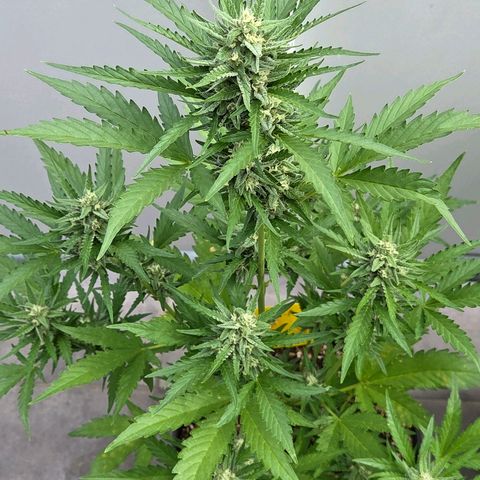 Skitti 1 growlog photo: Schon was anderes als Nr 1 in Dope Lite.
Und das hier im 9 l Topf billig Erde