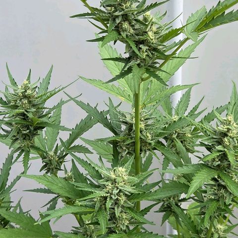 Skitti 1 growlog photo: Schon was anderes als Nr 1 in Dope Lite.
Und das hier im 9 l Topf billig Erde
