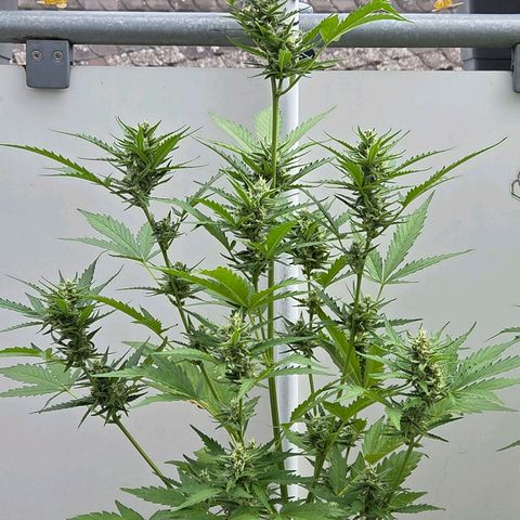 Skitti 1 growlog photo: Schon was anderes als Nr 1 in Dope Lite.
Und das hier im 9 l Topf billig Erde