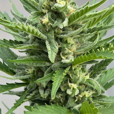 Skitti 1 growlog photo: Schon was anderes als Nr 1 in Dope Lite.
Und das hier im 9 l Topf billig Erde
