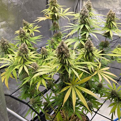 Mexican growlog timeline photo