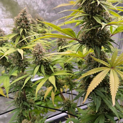 Mexican growlog timeline photo