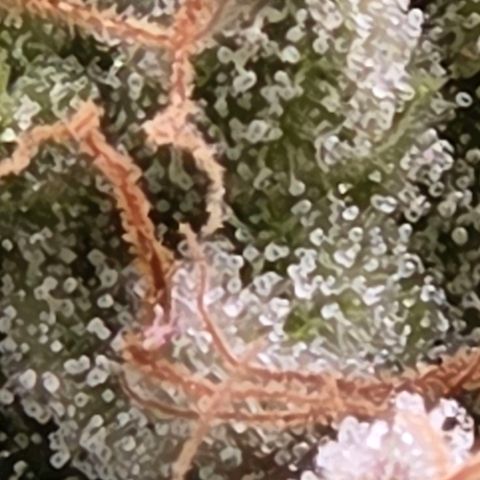 Mexican growlog timeline photo