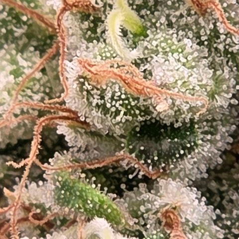 Mexican growlog timeline photo