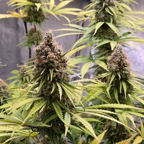 Mexican growlog timeline photo