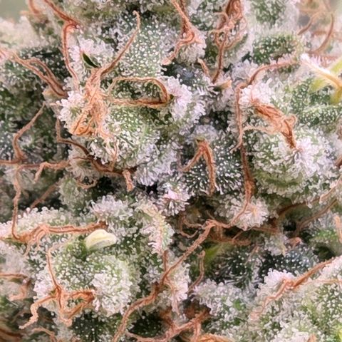 Mexican growlog timeline photo