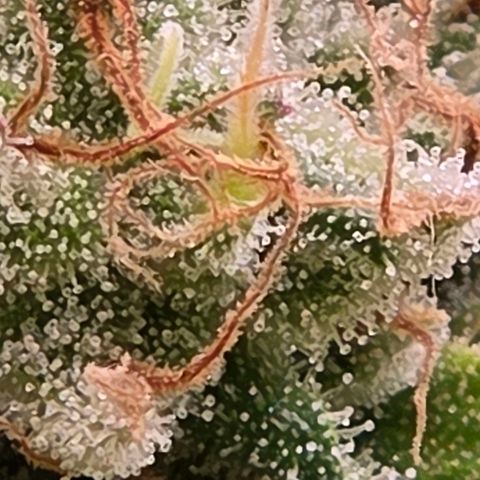 Mexican growlog timeline photo
