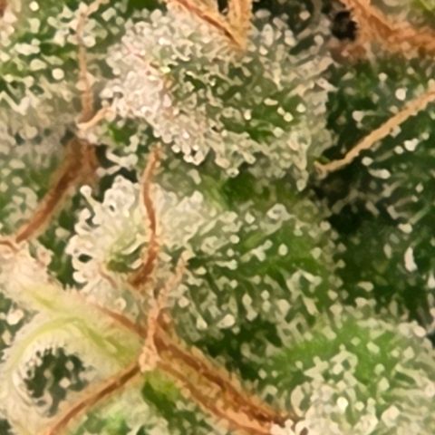 Mexican growlog photo: Auch hier wieder unterster Bereich, direkt am Scrog, sehr milchig für ein reines Sativa Kopflastig High