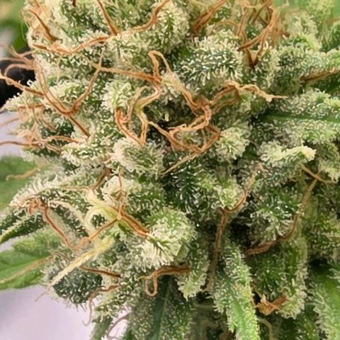Mexican growlog photo: Auch hier wieder unterster Bereich, direkt am Scrog, sehr milchig für ein reines Sativa Kopflastig High