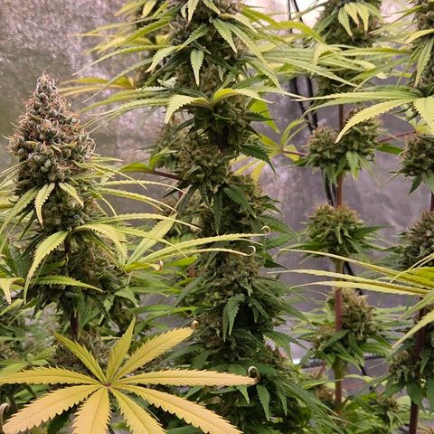 Mexican growlog timeline photo