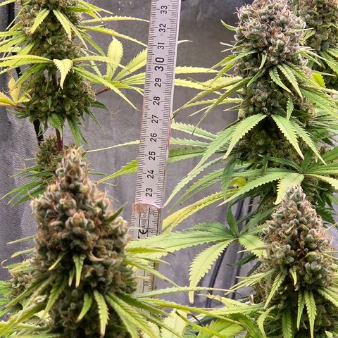 Mexican growlog photo: Die Blütenspeere vom Scrog hoch gemessen 35 - 40 cm hohe dicht bewachsene Blüten