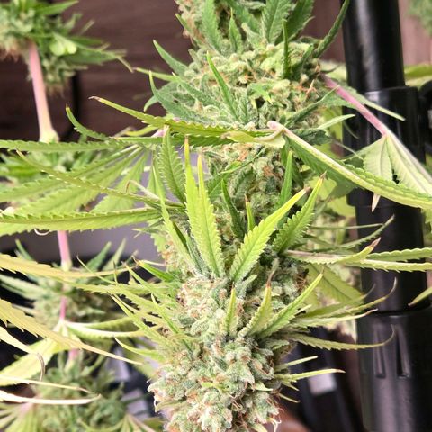 Mexican growlog photo: Die Dame ist von der Wurzel gekappt. Nun geht es zum Entlauben u Nass Trimm um am Abend in den Cannatrol in Trocknung zu Wandern