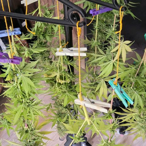 Mexican growlog photo: Die Dame ist von der Wurzel gekappt. Nun geht es zum Entlauben u Nass Trimm um am Abend in den Cannatrol in Trocknung zu Wandern