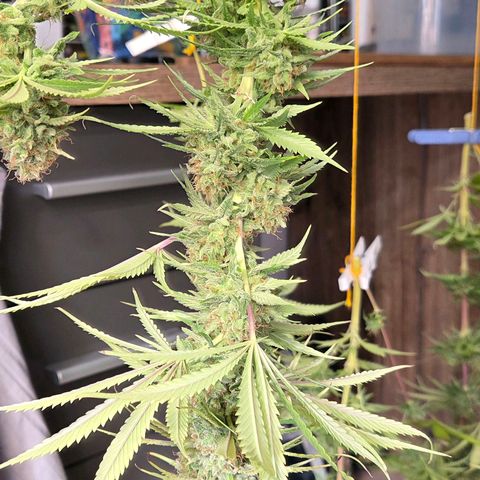 Mexican growlog photo: Die Dame ist von der Wurzel gekappt. Nun geht es zum Entlauben u Nass Trimm um am Abend in den Cannatrol in Trocknung zu Wandern