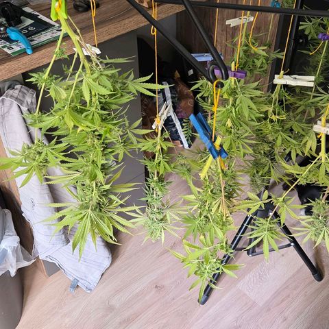 Mexican growlog photo: Die Dame ist von der Wurzel gekappt. Nun geht es zum Entlauben u Nass Trimm um am Abend in den Cannatrol in Trocknung zu Wandern
