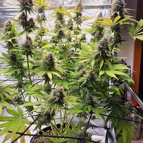 Diesel growlog timeline photo