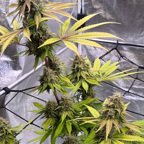 Diesel growlog timeline photo