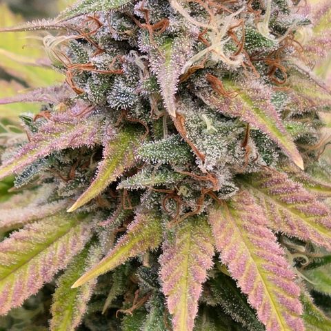 Diesel growlog timeline photo
