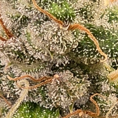 Diesel growlog timeline photo
