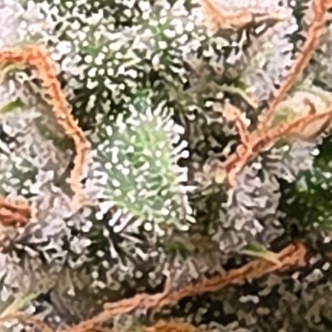 Diesel growlog timeline photo