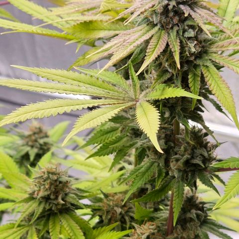 Diesel growlog timeline photo