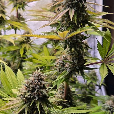 Diesel growlog timeline photo