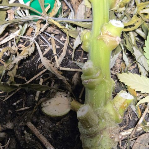 Mexican growlog photo: Das untenrum 😇