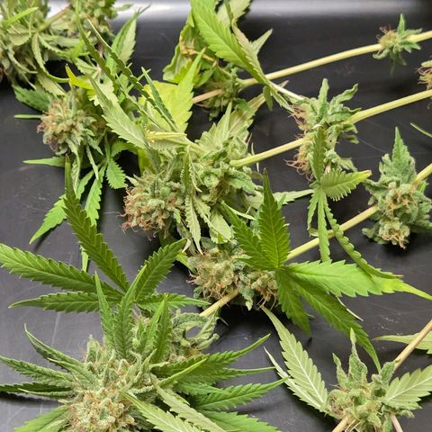Mexican growlog photo: Die Bleche vom Cannatrol liegen bereit u hier bewährt sich 4 extra Lagen zu gekauft zu haben. 
Lets Rock , Entlauben u Nass Trimm startet.
Und für 130 gr trocken Gewicht liegen die Grove Bag Terp Loc für Kalini Asia bereit u noch mal frisch Desinfiziert.
Deshalb die Papprollen damit ihnen später beim Befüllen alles Safe trocken.