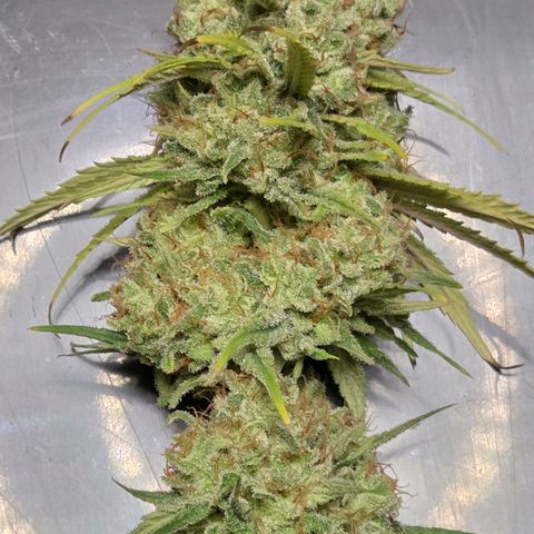 Mexican growlog photo: Ein Prachtstück