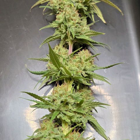 Mexican growlog photo: Ein Prachtstück