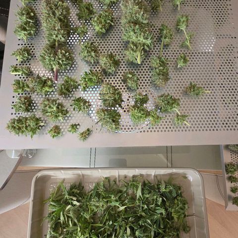 Mexican growlog photo: Fertig entästet , - Nass getrimmt kommt der fliegende Wechsel. K. Asia raus aus dem Cannatrol und rein mit der Mexican.
Das ganze Haus stinkt ! 😂