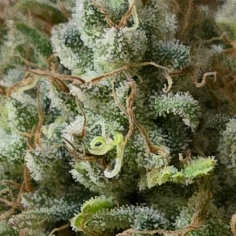 Mexican growlog photo: Fertig entästet , - Nass getrimmt kommt der fliegende Wechsel. K. Asia raus aus dem Cannatrol und rein mit der Mexican.
Das ganze Haus stinkt ! 😂