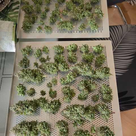 Mexican growlog photo: Fertig entästet , - Nass getrimmt kommt der fliegende Wechsel. K. Asia raus aus dem Cannatrol und rein mit der Mexican.
Das ganze Haus stinkt ! 😂