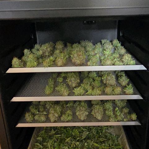 Mexican growlog photo: Der Dry Mode ist gestartet
um 19.20 Uhr.  