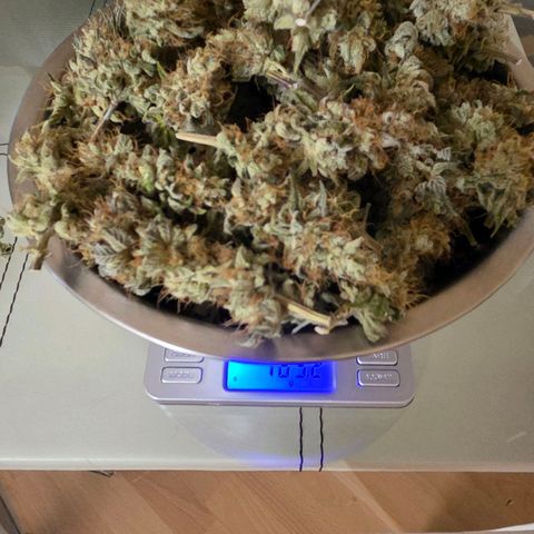 Kalini growlog photo: Nun folgt das Trockengewicht nach 4 Tage Dry u 4 Tage Cure Mode