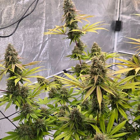 Diesel growlog timeline photo