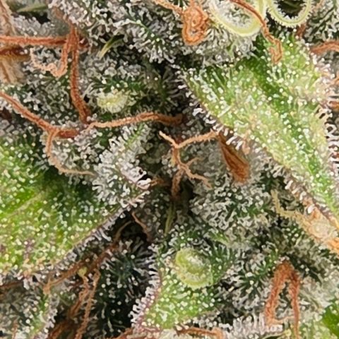Diesel growlog timeline photo