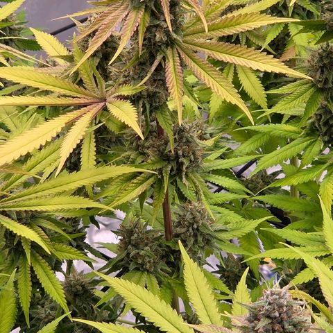 Diesel growlog timeline photo