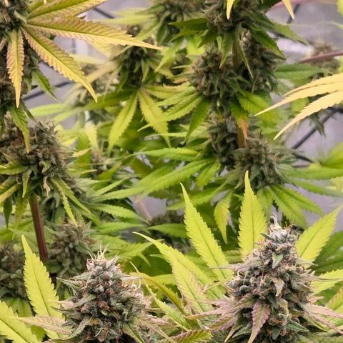 Diesel growlog timeline photo
