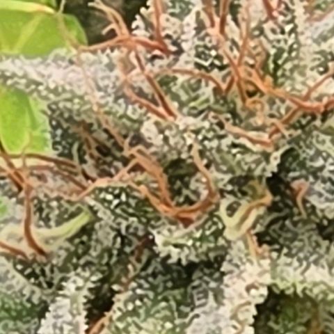 Diesel growlog timeline photo