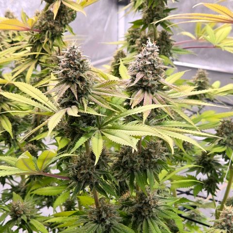 Diesel growlog timeline photo