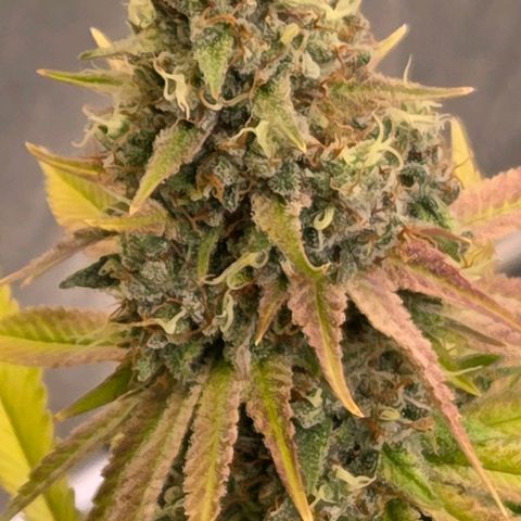 Diesel growlog timeline photo