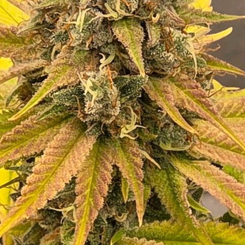 Diesel growlog timeline photo