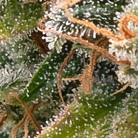 Diesel growlog timeline photo